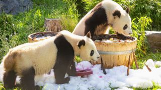 Die Pandas Pit und Paule im Berliner Zoo. Bild: rbb