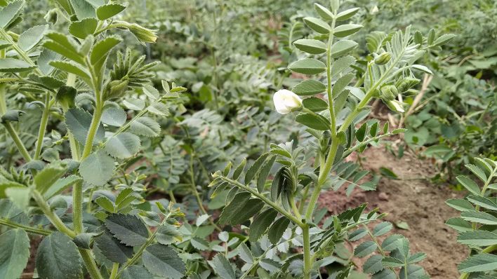 Kichererbsenpflanze mit Blüte