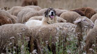 Symbolbild: Herdenschutzhund passt auf einer Wacholderheide auf seine Schaf- und Ziegenherde auf. (Quelle: dpa/Christoph Schmidt)