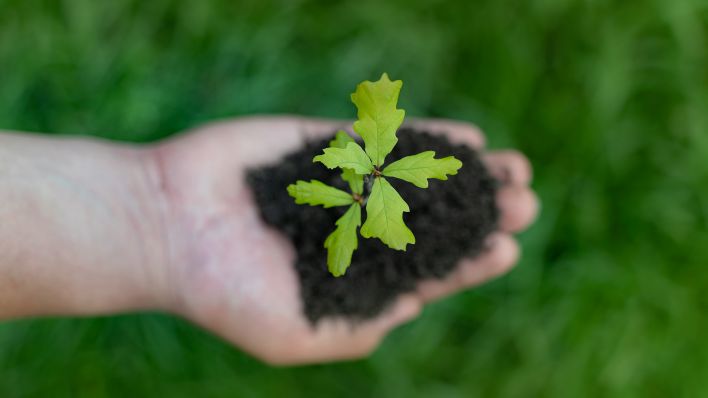 Symbolbild:Eine Hand hält einen kleinen Baumsetzling mit Erde.(Quelle:picture alliance/dpa/Countrypixel)