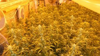 Symbolbild: Eine professionell betriebene Cannabis-Plantage. (Quelle: dpa/Polizei)