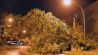 Ein umgefallener Baum liegt am 15.08.2023 in Brandenburg an der Havel auf der Straße. (Quelle: dpa-Bildfunk/Michael Bahlo)