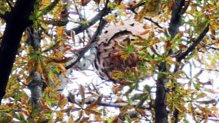 Nest von Asiatischer Hornisse aus Kastanienbaum in Schöneberg entfernt. (Quelle: Nabu Berlin)