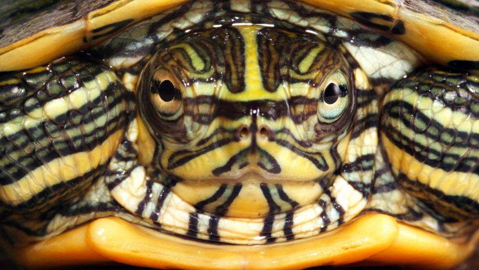 Eine Buchstaben-Schmuckschildkröte (Quelle: dpa/A. Schauhuber)