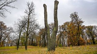 Archivbild:Geschädigte Bäume im Park Babelsberg am 17.11.2023.(Quelle:picture alliance/dpa/J.Kalaene)