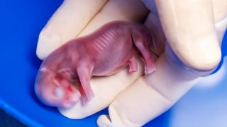 Archivbild:29.11.2023, Berlin: Thomas Hildebrandt (IZW) hält den durch künstliche Befruchtung erzeugten Embryo eines südlichen Breitmaulnashorns in seiner Hand.(Quelle:dpa/J.A.Juarez)