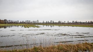 Symbolbild: Überschwemmtes Feld in Norddeutschland am 27.12.2023.(Quelle: picture alliance)
