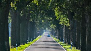 Archivbild: Ein Auto fährt eine Eichenallee entlang. Die Bäume an dieser Straße in Ostbrandenburg sind über 100 Jahre alt. (Quelle: dpa/Pleul)