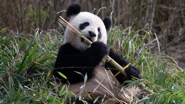 Archivbild: Panda-Dame Meng Meng läßt es sich im Zoo Berlin schmecken. (Quelle: dpa/Zinken)