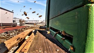 Bienen auf dem Dach der Uckermärkischen Bühnen Schwedt