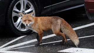 Ein Fuchs steht auf einem Parkplatz vor einem Auto (Quelle: dpa-Bildfunk)