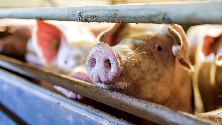 Hausschweine in einem konventionellen Schweinemastbetrieb, Bild: imago/Marius Schwarz