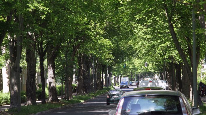 Straßenbäume in Berlin