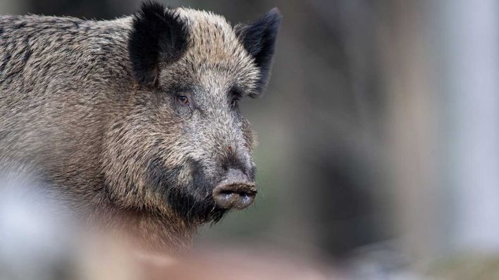 Symbolbild: Wildschein Afrikanische Schweinepest (Bild: dpa/ Lino Mirgeler)