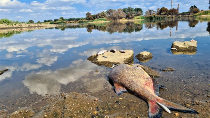 Tote Fische treiben auf dem Wasser und liegen am Ufer der Oder. (Foto: Michael Lietz/rbb)