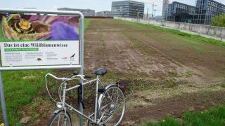 ARCHIV, Berlin, 13.6.2019: Hinweisschild mit der Aufschrift "Das ist eine Wildblumenwiese" vor einer Freifläche im Spreebogenpark am Hauptbahnhof (Bild: picture alliance/dpa)