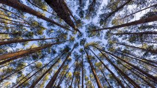 Über den Kronen von Kieferbäumen in einem Wald in Leuthen im brandenburgischen Spree-Neiße-Kreis ist der blaue Himmel zu sehen.