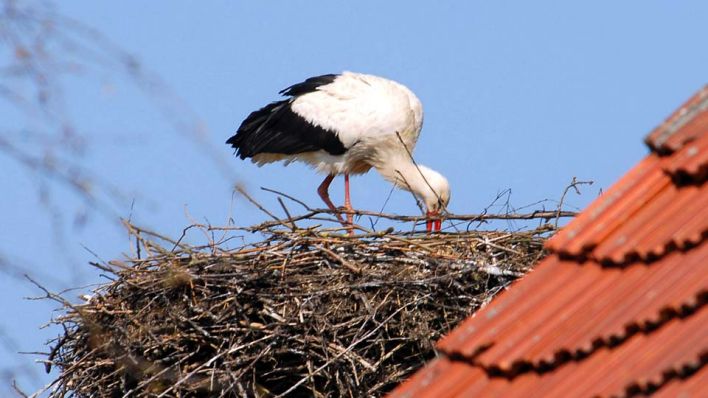 Ein Storch in Linum (Bild: imago-stock)