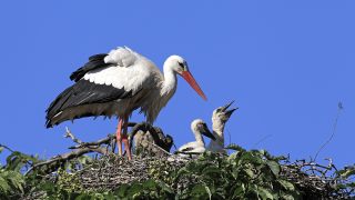 Ein Storch mit seinen Jungstörchen im Horst © imago images/imagebroker