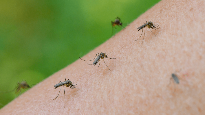 Mehrere Mücken sind auf dem Arm der Biologin Doreen Werner, die im Auwald von Frankfurt/Oder steht, zu sehen © dpa/Patrick Pleul