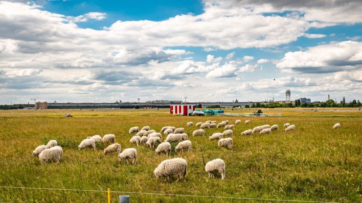 Schafe auf dem Tempelhofer Feld. © IMAGO / Stefan Zeitz