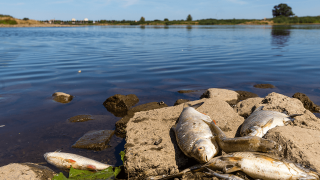 In Höhe der Insel Ziegenwerder in Frankfurt (Oder) liegen tote Fische am Ufer der Oder © dpa/Frank Hammerschmidt