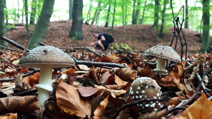 Pilze im Wald. Quelle: rbb