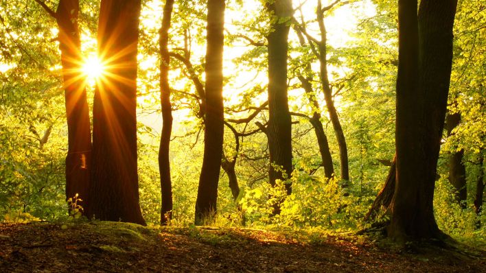 Das Licht der Sonne bricht sich zwischen den Bäumen eines Waldes (Quelle: Colourbox)