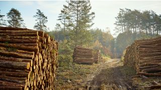 Holzlagerplatz mit aufgestapelten Baumstämmen in einem Wald (Bild: Colourbox)