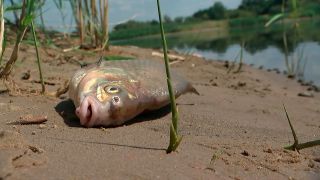 Im August starben an der Oder massenhaft Fische