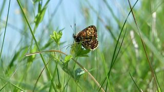 Schmetterling auf Blatt. Quelle: Guido Kilbert/rbb