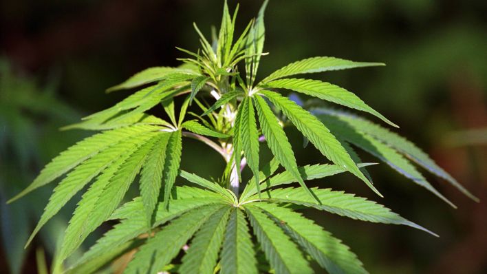 Cannabispflanze (Quelle: imago stock&people)