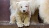 Der Eisbärjunge Fritz verbringt seine ersten Wochen mit seiner Mutter in der geschützten Wurfhöle (Quelle: dpa/Tierprak Berlin)