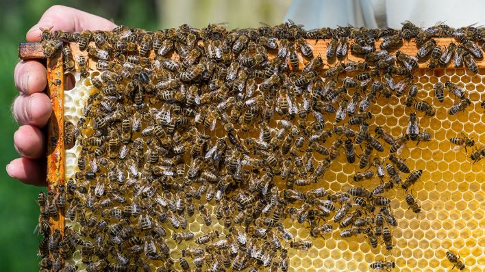 Imker mit Bienenwabe (Quelle: dpa/Patrick Pleul)