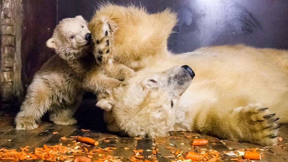 Eisbär-Mutter Tonja und der kleine Eisbär Fritz sind am 24.02.2017 im Tierpark Berlin zu sehen (Quelle: dpa/Tierpark Berlin)