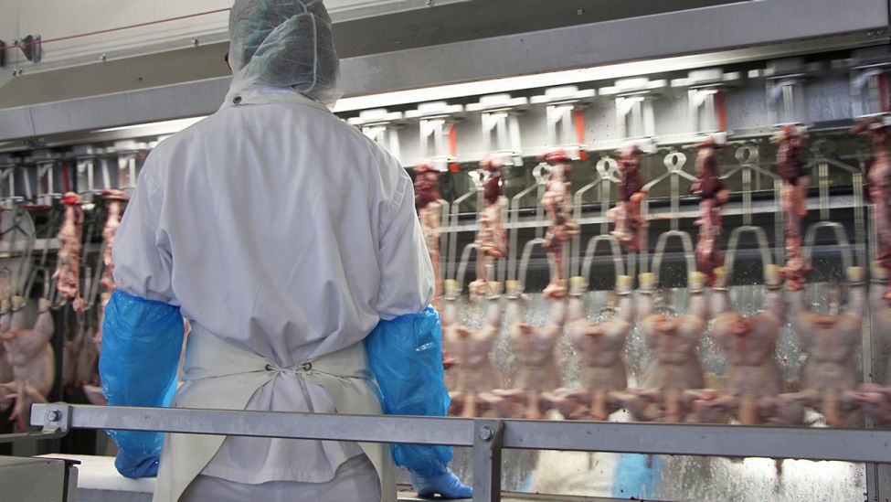 Ein Fleischbeschauer kontrolliert am Fließband die Darmpakete der geschlachteten Hähnchen auf sichtbare Krankheiten, Geflügel-Schlachthof von Friki in Storkow, 14.12.17 (Quelle: rbb|24 / Schneider).