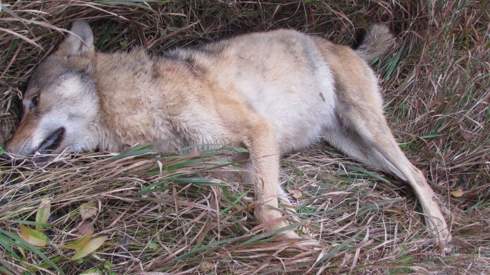 Symbolbild: Ein toter Wolf am Straßenrand (Quelle: dpa/Polizei Sachsen-Anhalt)