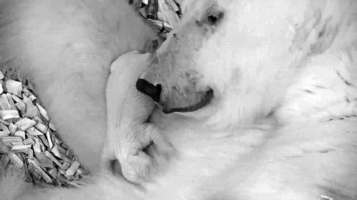 Eisbärin Tonja mit ihrem am 1. Dezember geborenen Jungtier (Quelle: Tierpark Berlin)