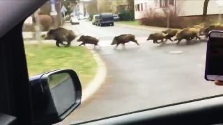 Handyfoto: Wildschweine galoppieren durch Kleinmachnow. (Quelle: rbb/Brandenburg Aktuell)