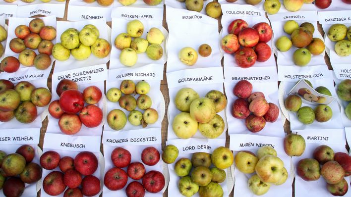 Alte Apfelsorten (Quelle: dpa/ Stephan Persch)