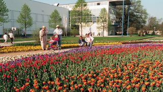 Archivbild: Ein großes Beet voller Tulpen und Stiefmütterchen in den verschiedensten Farbschattierungen lädt vor der Ausstellungshalle der Bundesgartenschau in Cottbus 1995 zum Betrachten und Verweilen ein. (Quelle: dpa/Weisflog)
