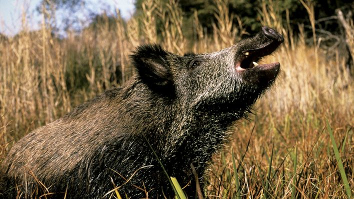 Wildschwein will Nachwuchs schützen und greift Fotografen an