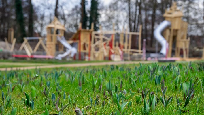 Brandenburg, Wittstock/Dosse: Junge Tulpen wachsen auf einer Wiese auf dem Gelände der Landesgartenschau, während im Hintergrund ein Spielplatz zu sehen ist. Das Brandenburger Gartenfestival findet vom 18. April bis 6. Oktober 2019 statt. (Quelle: dpa/Skolimowska)