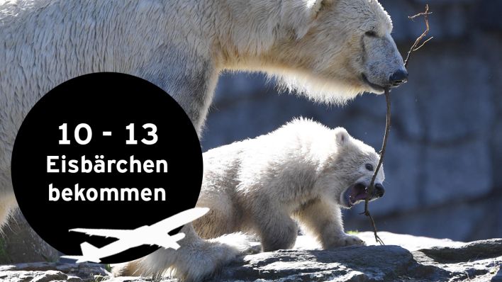Tierpark Berlin, Eisbär-Mädchen und Eisbärin Tonja, Streit um ein Stöckchen (Quelle: Matthias Koch/rbb)