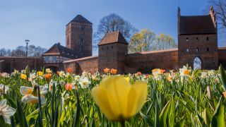 Tulpen und Narzissen blühen vor der Stadtmauer mit der Alte Bischofsburg auf dem Gelände der Landesgartenschau in Wittstock/Dosse (Quelle: dpa/Büttner).