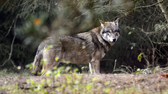 Wolf im Wildpark Schorfheide am 12.11.2014. (Quelle: imago)