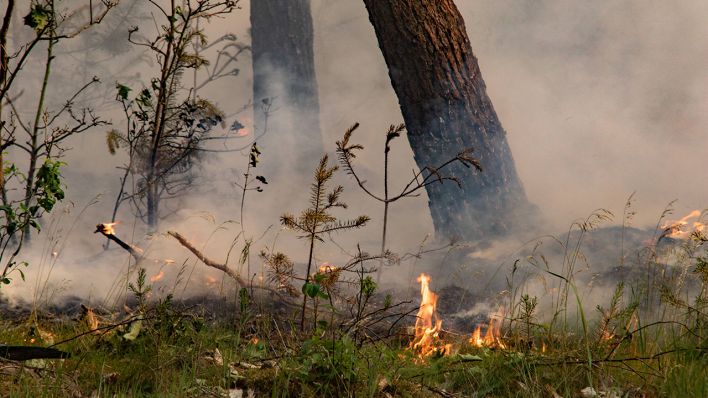 In Brandenburg brennt im Juni 2019 ein Wald. (Quelle: imago/Andreas Friedrichs)