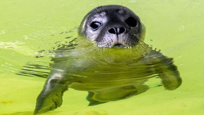 Ein frisch geborener Seehund schwimmt am 11.07.2019 im Berliner Zoo (Bild: Zoo Berlin 2019)