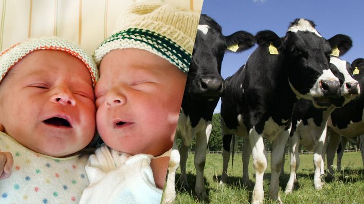 Collage: links - Neugeborene Säuglinge (dpa/Waltraud Grubitzsch), rechts - Kühe auf einer Weide in Brandenburg (Bild: imago/Frank Sorge)
