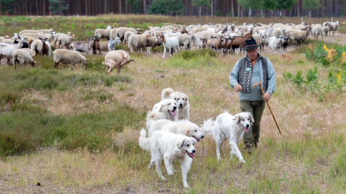 Ein Schäfer mit seinen Pyrenäenhunden vor einer Herde Ziege und Schafe (Quelle: dpa/Soeren Stache)